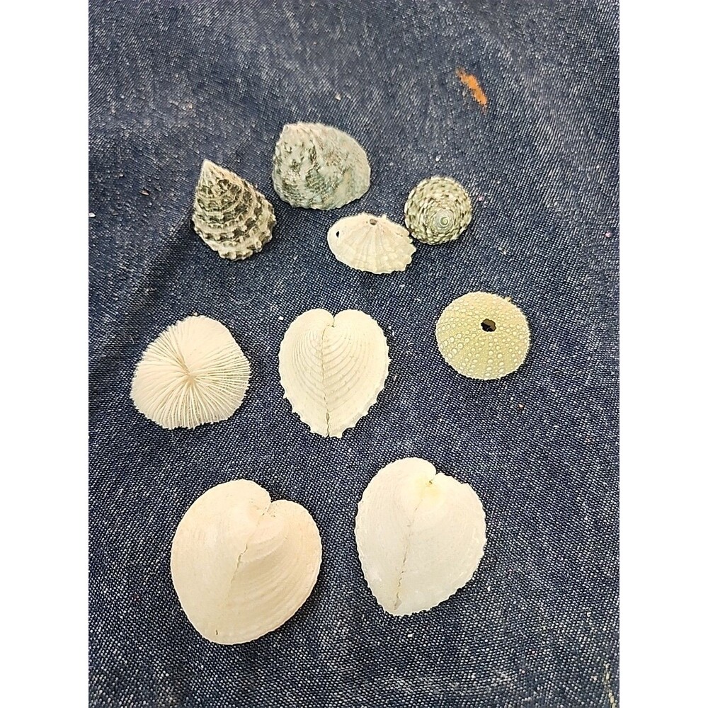 Corculum Cardissa Heart Cockle Seashells, Urchin, Coral,  And Shells 9pc